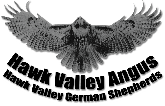 Hawk Valley Angus Logo