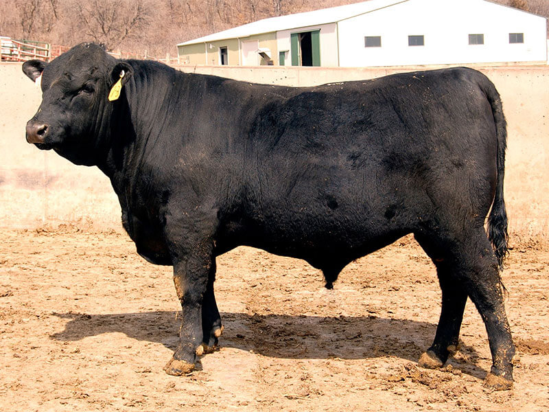 One of our bulls on official test