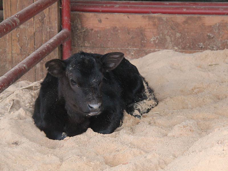 Same calf, no frost-bit ears.
