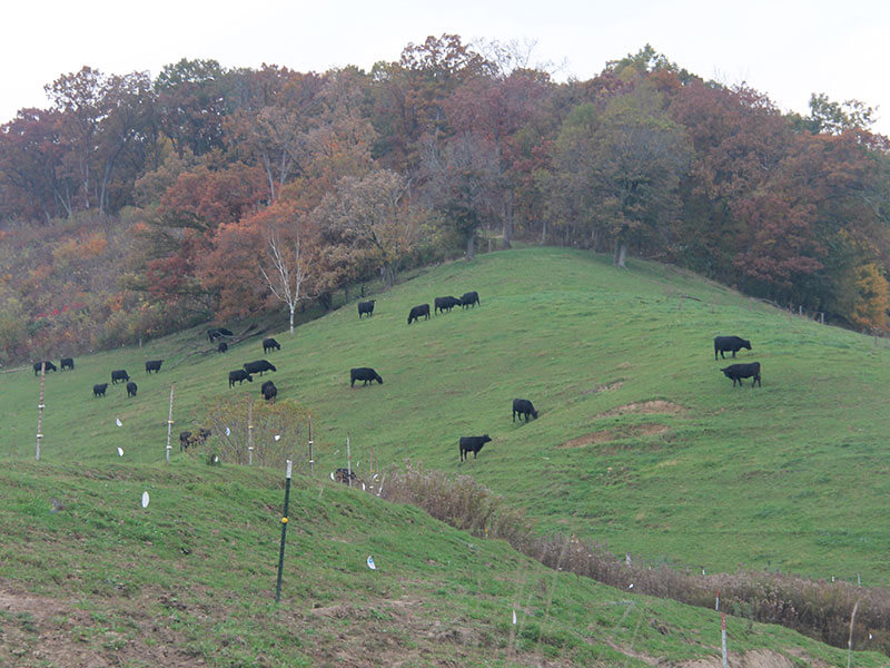 Grazing in the Driftless Area