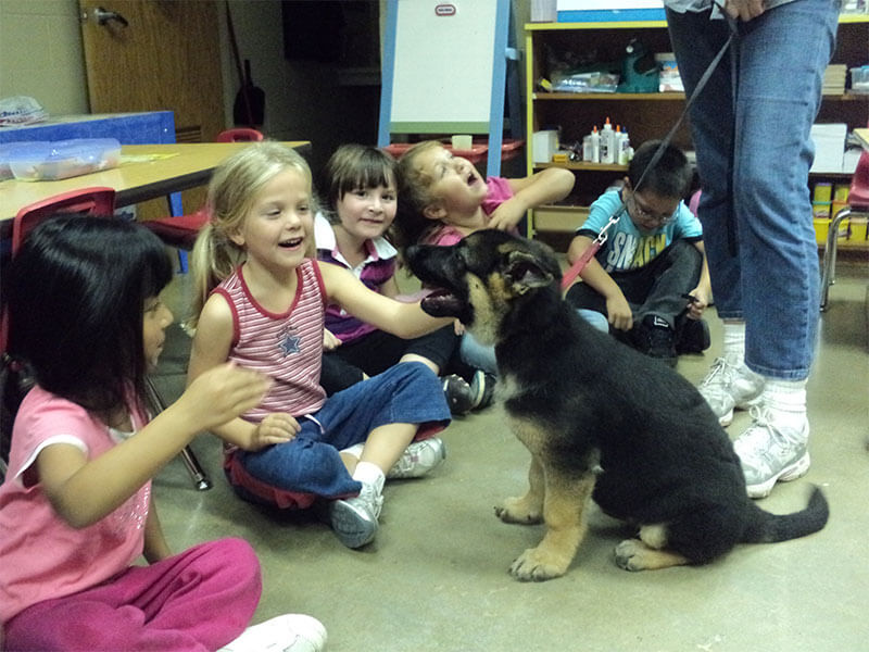 Socializing puppies at the local kindergarten room